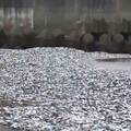 巨量沙丁魚被沖上岸「遍布沙灘200公尺」　老居民目睹震驚：住80年第一次看