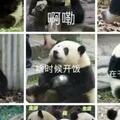 這隻熊貓寶寶被遊客潑水，網友們憤怒又心疼......