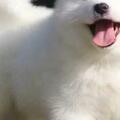 狗界白色天使：是什麼讓薩摩耶犬成為最可愛的犬種？
