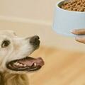 「不要只給狗狗吃狗糧了，這是在害它？」這種一刀切的說法對嗎