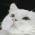 貓眼睛會放大或縮小，顏色也會有變化，貓眼睛的變化是怎樣的