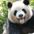 女子向大熊貓投擲玉米芯，熊貓谷通報「終生禁入」！官方：當時保安被擋住了