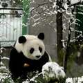每天認識一隻大熊貓——龍古，臥龍第一美熊，晚年卻中毒而亡