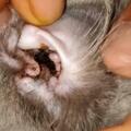 你的貓感染過耳蟎嗎？獸醫教你如何預防及治療