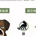 被狗狗「親吻」有沒有危險？專家：小心狂犬病毒