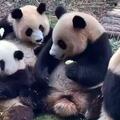熊貓「和花」人氣爆棚 家族顯赫大有來頭？
