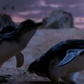 充滿溫情的動物電影,為保護企鵝差點丟掉性命,兩個動物的互相救贖