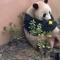 潮評丨遊客私自投餵大熊貓「香果」，別用愛的名義變相傷害
