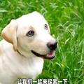 拉布拉多犬：人類的最佳夥伴