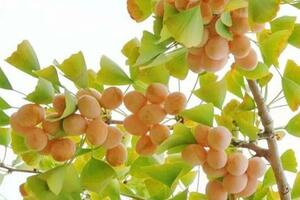 街頭銀杏樹上的白果能不能食用？關於白果，你需要了解這些→