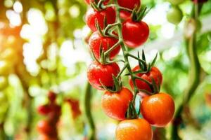 每天1個西紅柿，身體會發生什麼變化？但有1種千萬別吃！