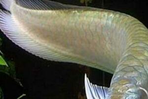 原創金龍魚吃什麼會長得快呢？沒想到金龍魚喜歡吃這類食物！