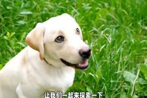 拉布拉多犬：人類的最佳夥伴