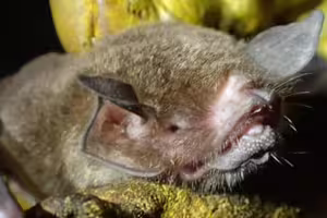 巴西蝙蝠體內驗出新型冠狀病毒！與Covid-19極似