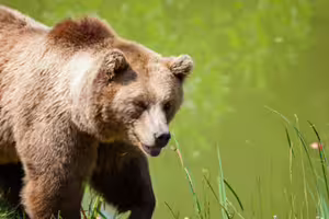野熊入侵社區！日本AEON賣場驚現野熊　最新預測地圖曝光