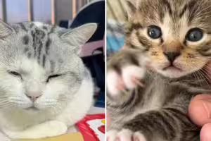過世愛貓投胎了！託夢反覆唸「今生名字」　主人真的去找…見1幕放聲大哭