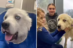 牧羊犬被狼群突襲！「單挑咬死8隻」失蹤2天　返家嚇壞主人