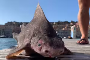 抓到「超像豬的鯊魚」外型超奇怪 專家一看驚:快放回去 抓到「超像豬的鯊魚」外型超奇怪 專家一看驚:快放回去