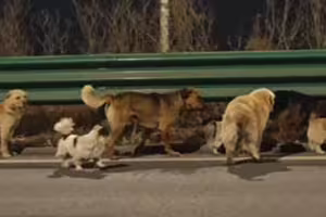 7犬遭偷走成功逃生！不肯拋下受傷同伴　2天結伴徒步17公里回家