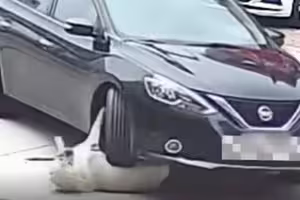 狗狗躺路中央被輾過 路人緊急救出一看全傻了 狗狗躺路中央被輾過 路人緊急救出一看全傻了