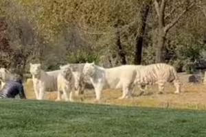 動物園遊客突爆走 翻進展區單挑11隻猛虎 動物園遊客突爆走 翻進展區單挑11隻猛虎