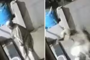 被猴子飛踢一腳 9旬老婦倒地身亡 被猴子飛踢一腳 9旬老婦倒地身亡