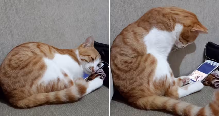 橘貓抱手機「緬懷過世主人」　上萬網友感動落淚…放大螢幕愣了