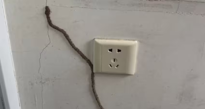 插座旁爬出一條「土色怪蛇」屋主嚇傻　內行急喊「別自己處理」：整間會報銷