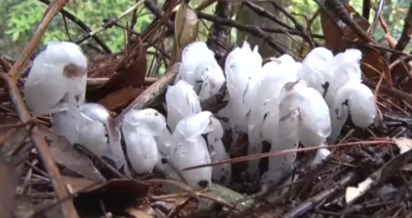 超罕見！深山驚現300株「幽冥之花」