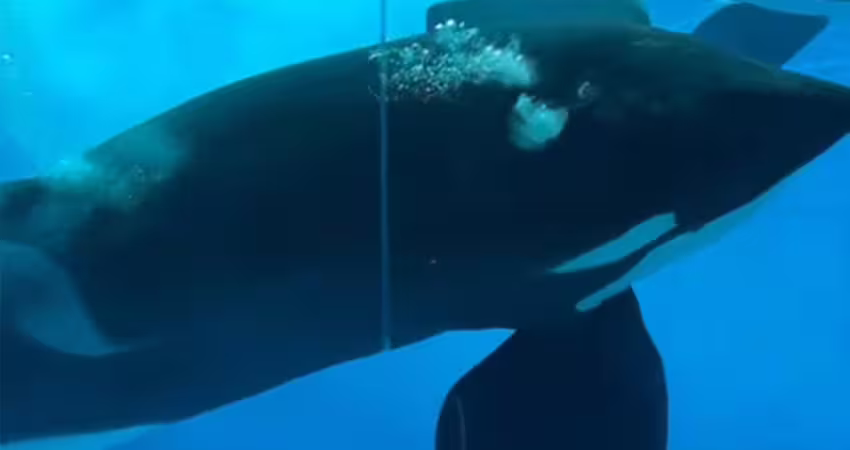 水族館虎鯨狂撞玻璃　網憂抑鬱傾向
