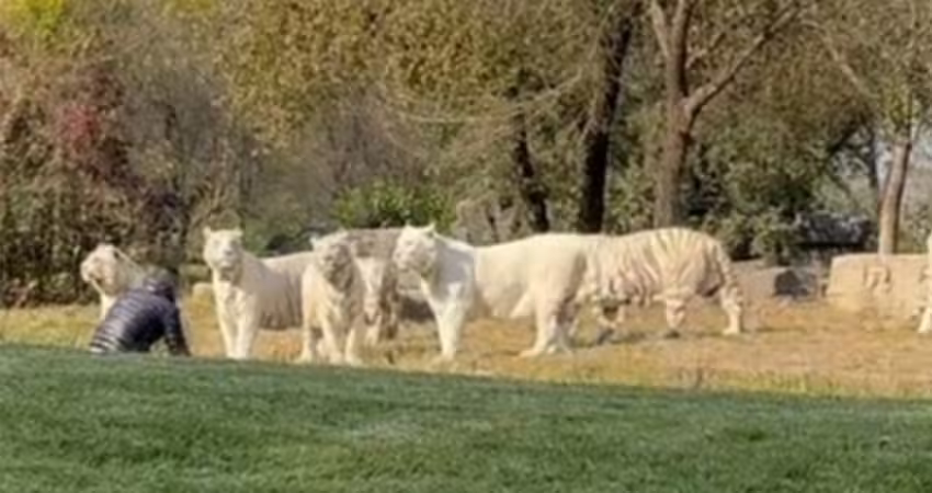動物園遊客突爆走　翻進展區單挑11隻猛虎