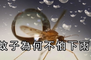 冷知識：為什麼蚊子不會被雨砸死？科學家揭祕，網友：蚊子個個身懷絕技嘛！