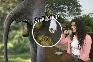 在大便裡的美食，從象糞裡撈出來的「咖啡」，即便你敢喝，還不是人人喝得起！