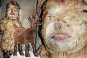 馬來西亞農場驚現“人臉”山羊，難道羊媽媽被人類侵犯？才生出這隻怪寶寶嗎？