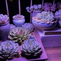 LED植物燈對多肉植物到底有多重要?! 植物燈哪裡買?!