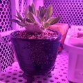 LED植物燈添加紫外光(UV)對植物有什麼影響？ 