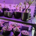 網友一致推薦LED植物燈哪裡買? 文章、開箱、評價、心得分享...