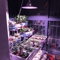 紫外線在園藝照明中的重要性 - 你的led植物燈有uv波段嗎?