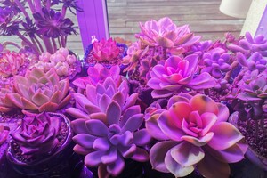 多肉植物光照不夠怎麼辦?!