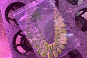 LED植物燈哪裡買? 專業植物玩家一致推薦植物燈品牌...