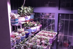 紫外線在園藝照明中的重要性 - 你的led植物燈有uv波段嗎?