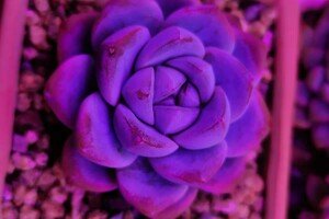 為什麼VITALUX在LED植物燈光譜中加入紫外光（UV）？