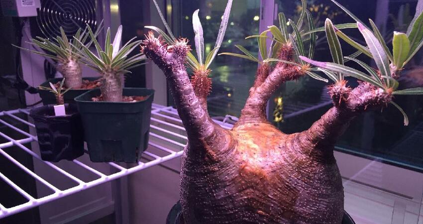 室內栽培多肉植物新科技 Led植物燈 專為多肉植物生長而設計的led燈 多肉塊根與觀葉植物迷的植物燈交流 Fun01 創作分享