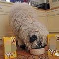 懵逼小羊以为自己是小狗，看见草就一脸嫌弃，要在饭盆里吃狗粮！ 