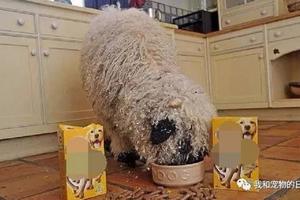 懵逼小羊以为自己是小狗，看见草就一脸嫌弃，要在饭盆里吃狗粮！ 