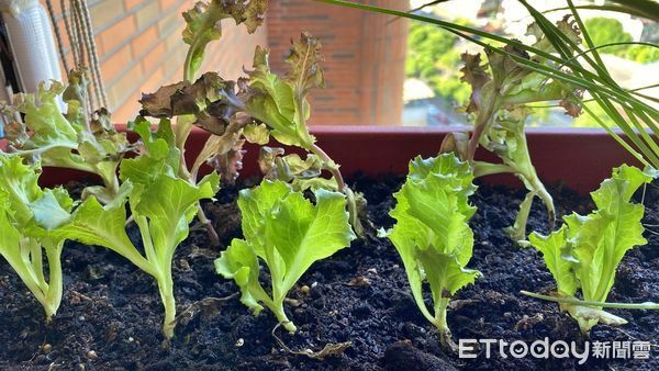 ▲新北教自種青蔥不求人 打造居家新鮮食材庫。（圖／新北市景觀處提供）