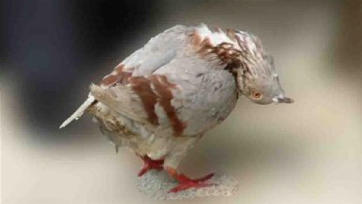 鴿子頭反折180度殭屍化 染這病毒原地狂打轉