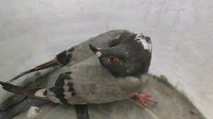 ▼英國出現染病的「殭屍鴿子」，頭部詭異扭轉，而且無法站立與飛行。（圖／翻攝自JSPCA Animals' Shelter臉書）