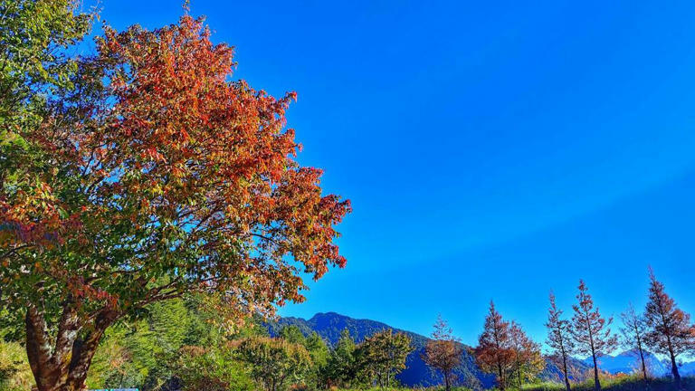 陸續轉紅的紅榨槭,小雪山區域。 圖:林業署台中分署/提供(林正智攝) 陸續轉紅的紅榨槭,小雪山區域。 圖:林業署台中分署/提供(林正智攝)