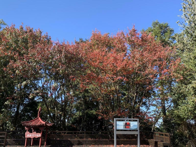 遊客中心周邊楓紅。 圖:林業署台中分署/提供 遊客中心周邊楓紅。 圖:林業署台中分署/提供